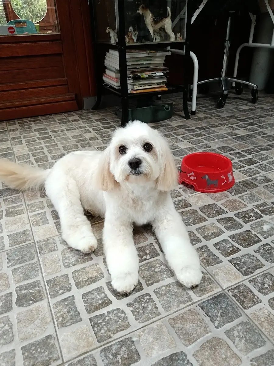 Anidog à Nivelles